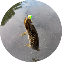 Pike on line circle