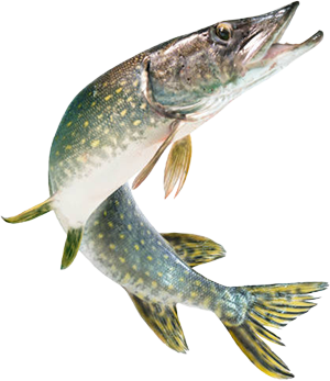 Pike