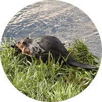 beaver circle
