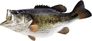 large mouth bass 300