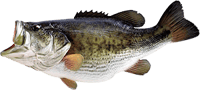 large mouth bass 300