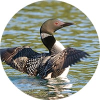 loon circle