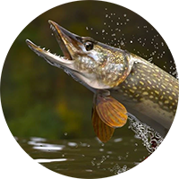 northern pike circle