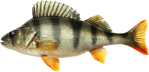 perch