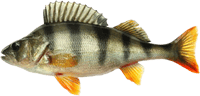 perch