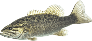 small mouth