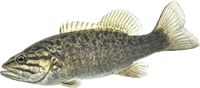 small mouth