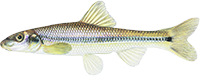 sucker minnow