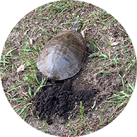 turtle circle