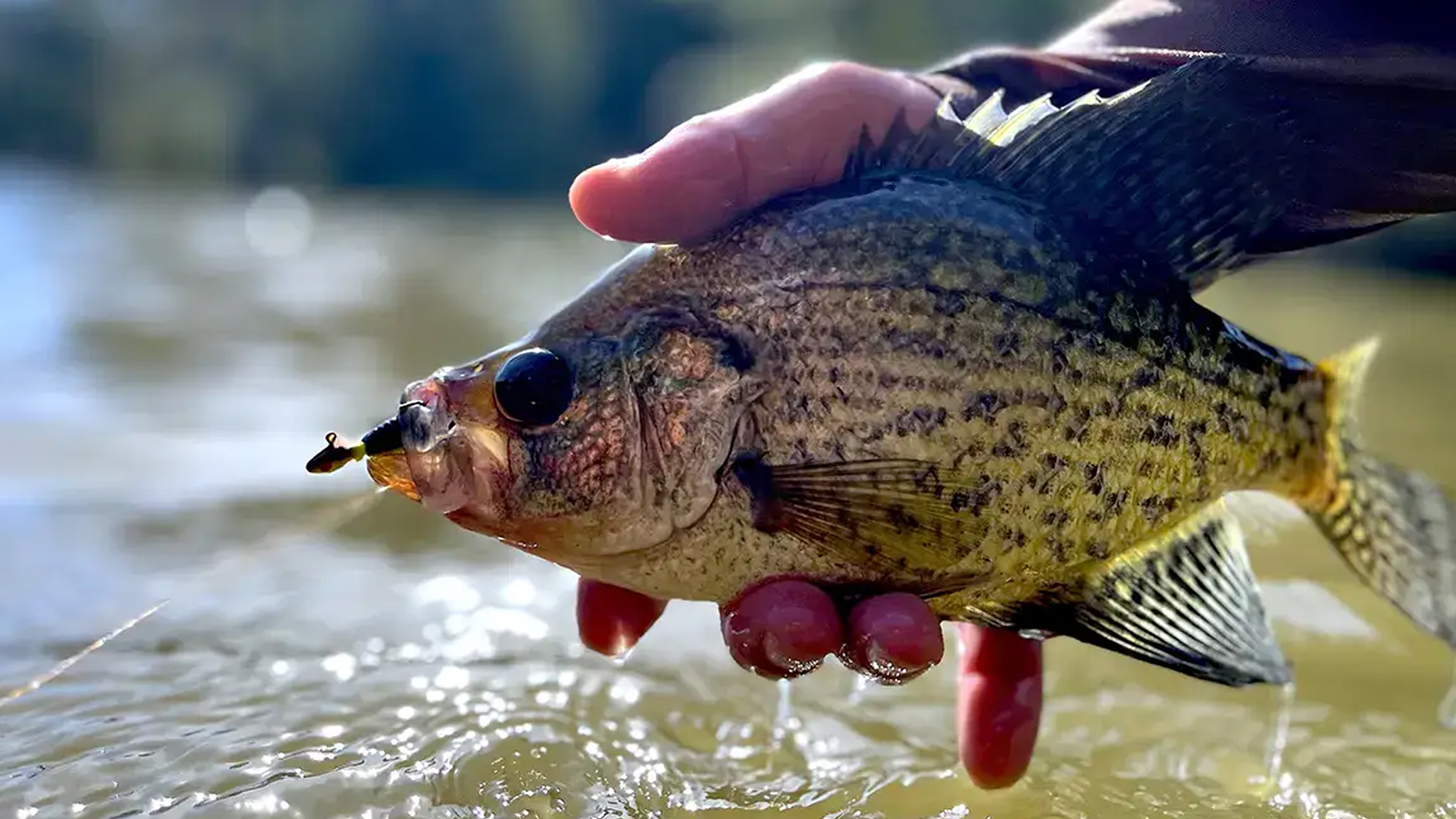 Five Lakes. One Stay. Why Pine Terrace Resort Is a Hidden Fishing Gem in Minnesota