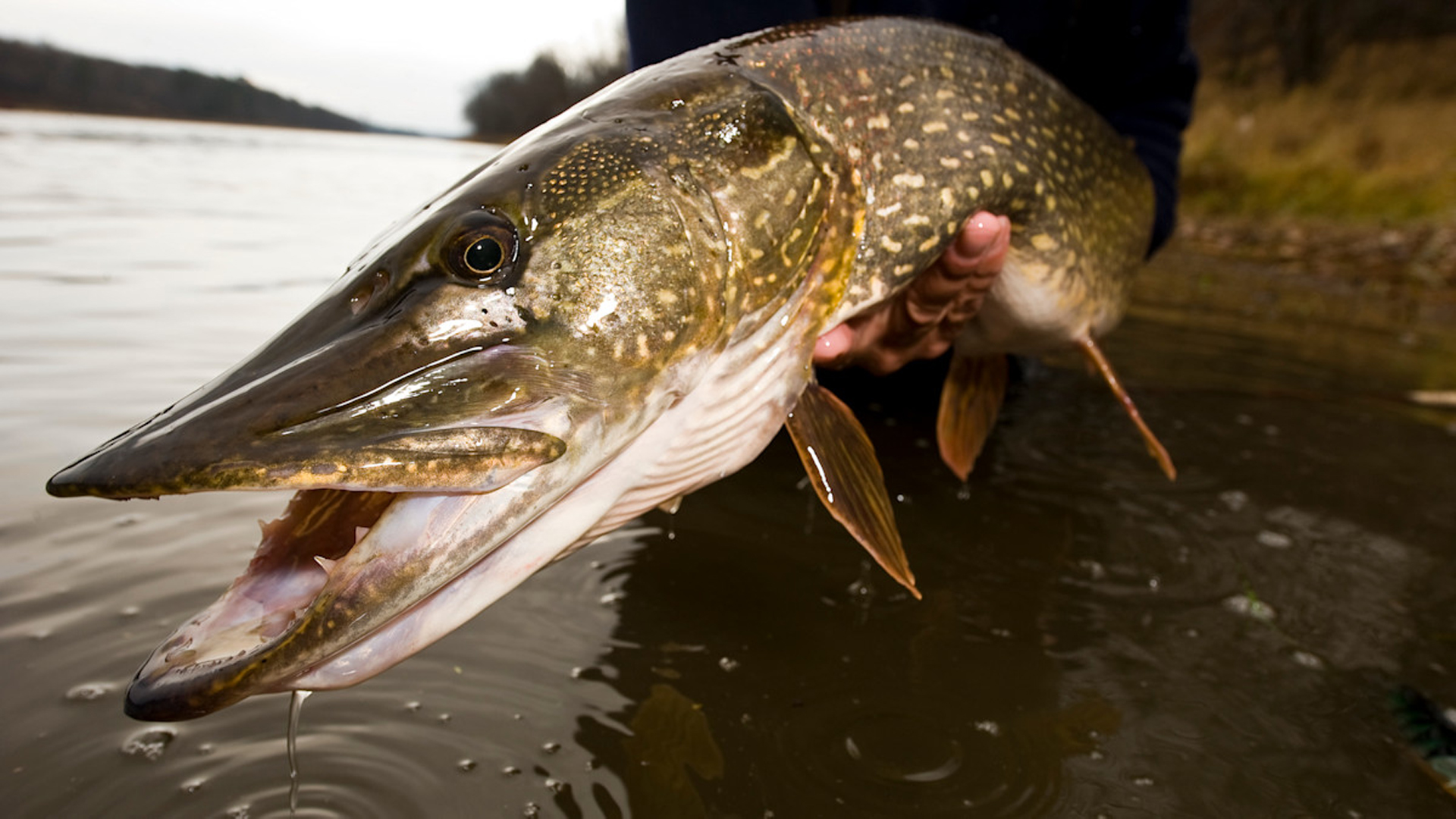 Unlocking the Patterns of the Pine Terrace Lake System & Fishery