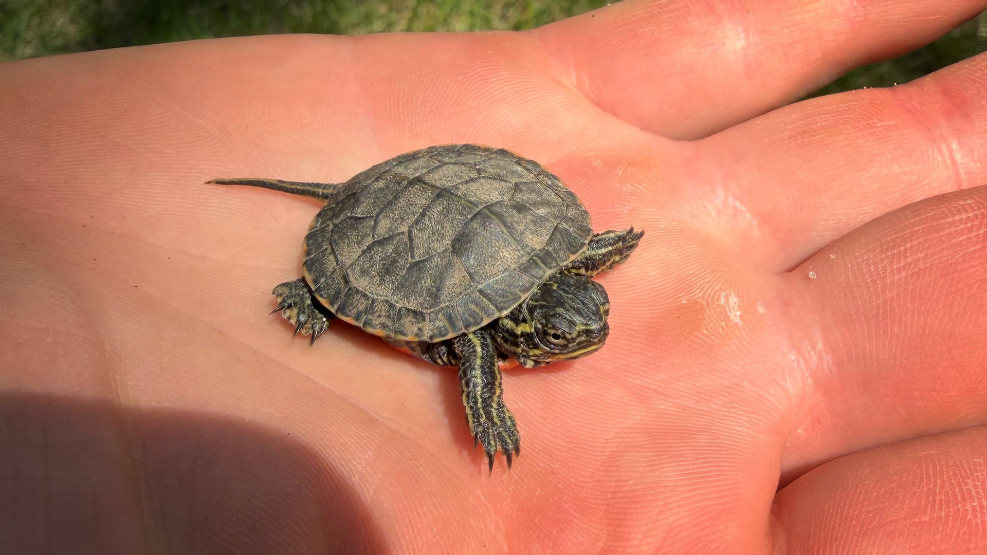 Turtles, Loons, Eagles & Beaver Tails: Wildlife Encounters at Pine Terrace Resort