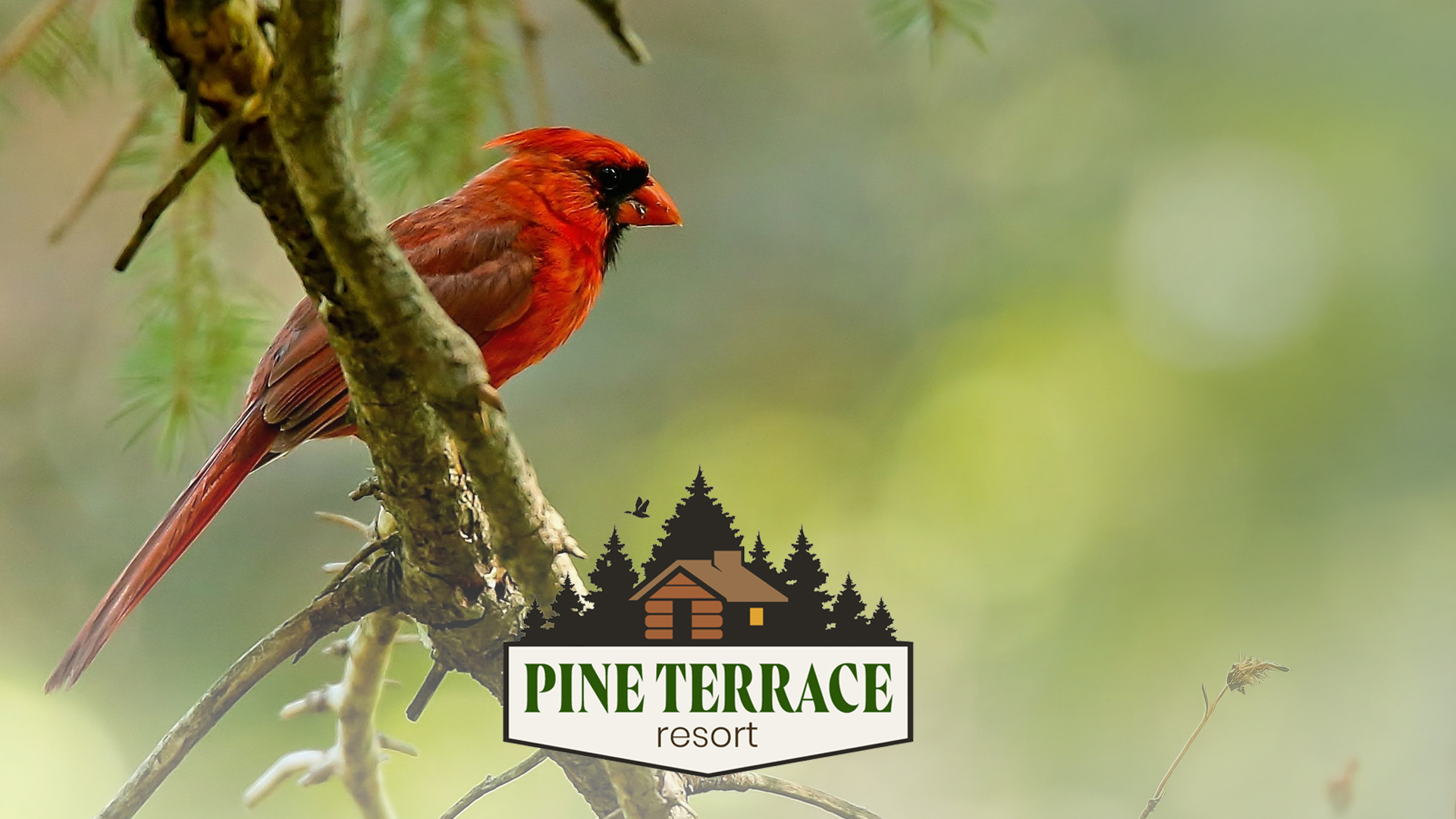 Pine Terrace Resort | Birding & Wildlife
